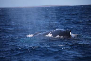 Baleine à bosse (Megaptera novaeangliae)